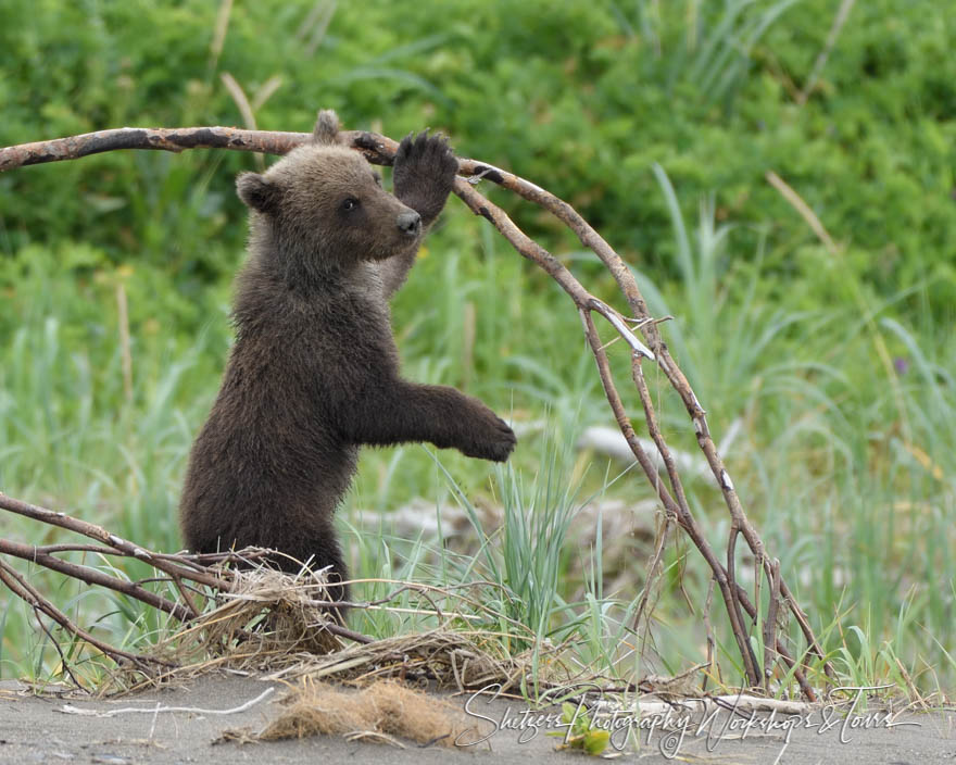 Young cub plays with branch 20160727 151417