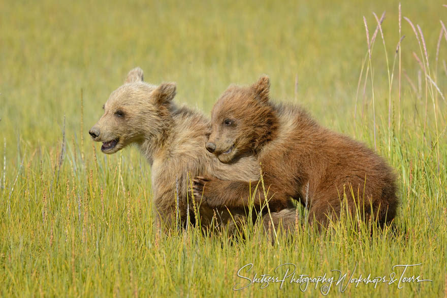 Young cubs give each other bear hug