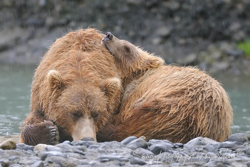 Young grizzly bear cub resting on mother in a rainstorm