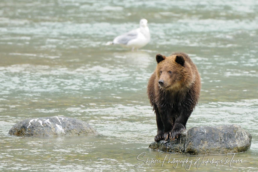 Young grizzly bear on rock in a river