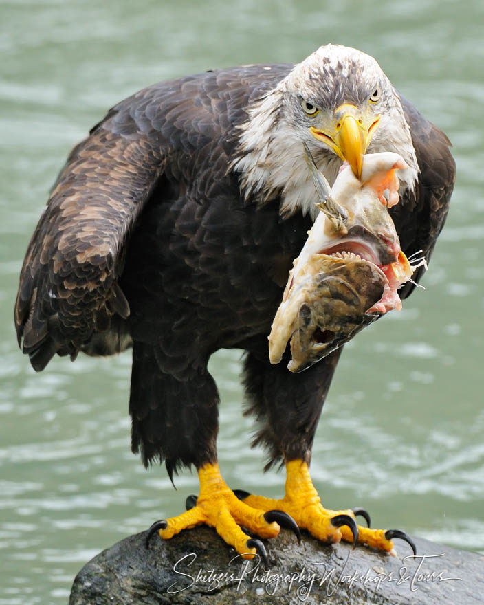 Yum – A Bald Eagles catch