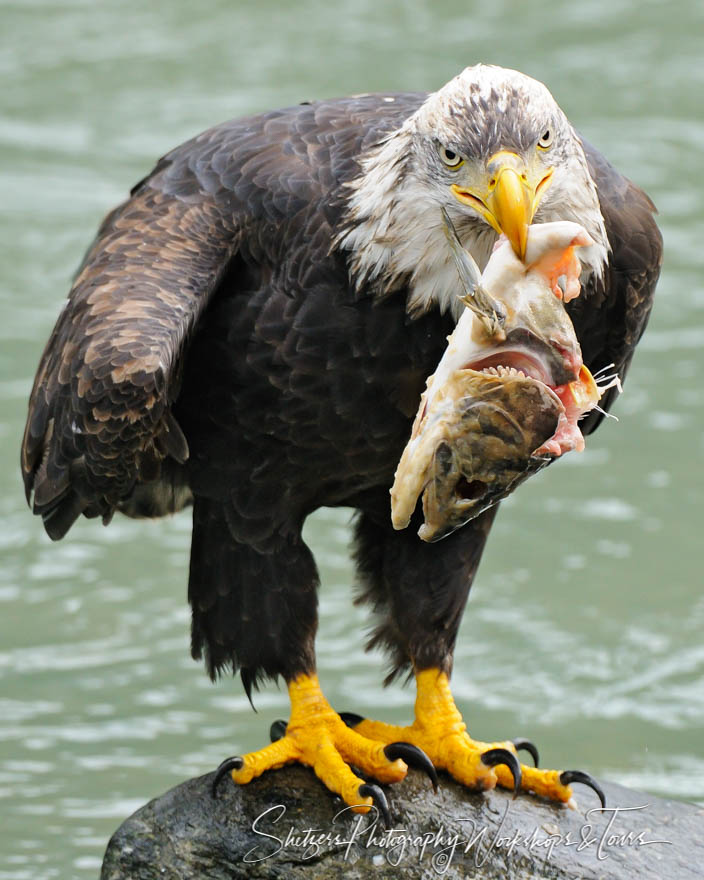 Yum A Bald Eagles catch 20101003 205228