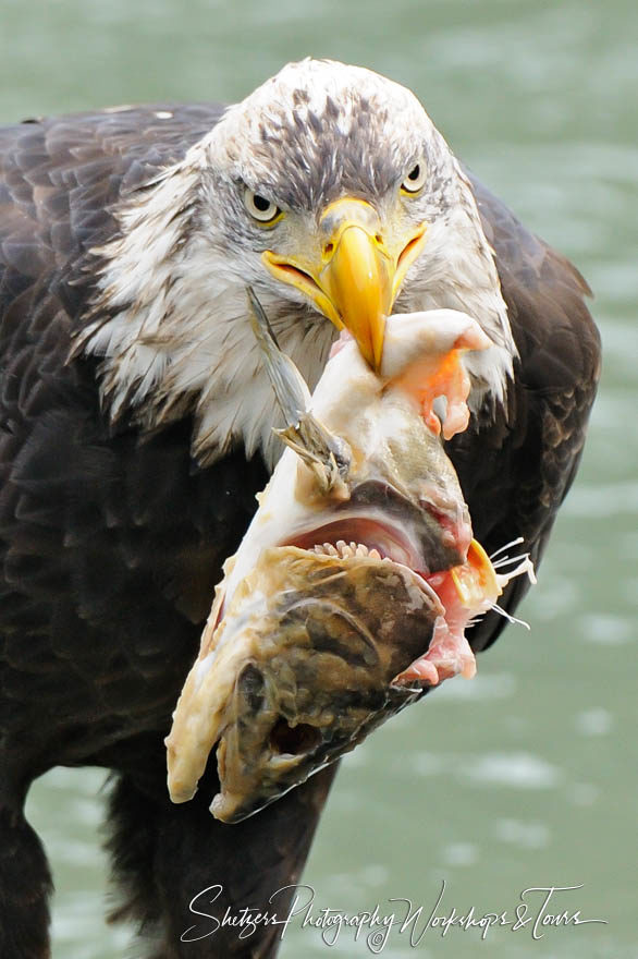 Yum – A Bald Eagles salmon catch closeup