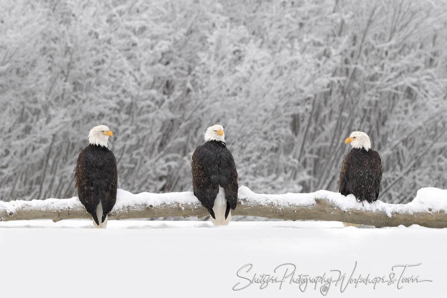 3 Bald Eagles on Snowy Log