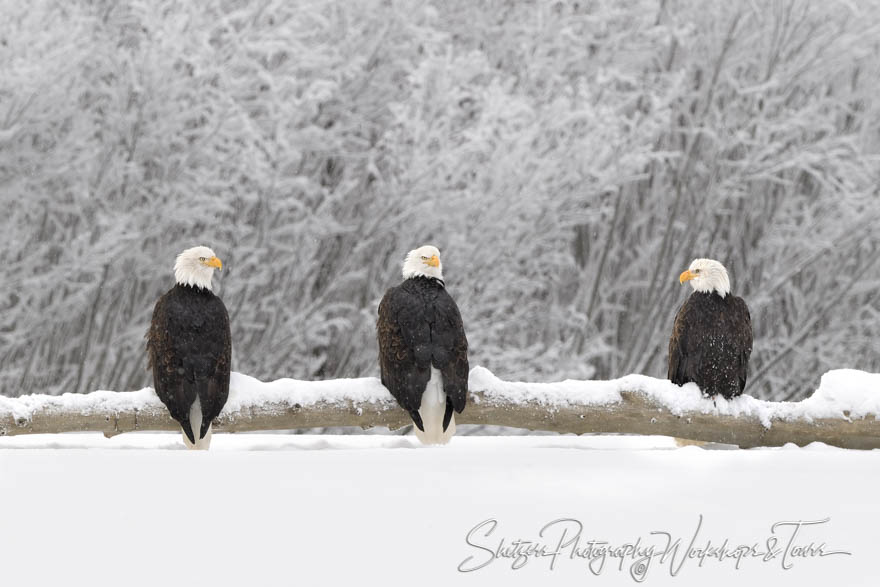 3 Bald Eagles on Snowy Log 20171127 122353
