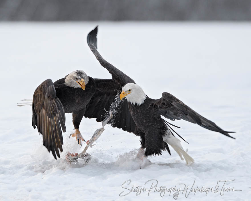 Action-packed Eagle Fight