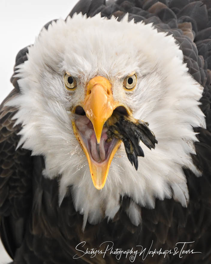 Alaskan Eagle Eating Mouthful of Salmon