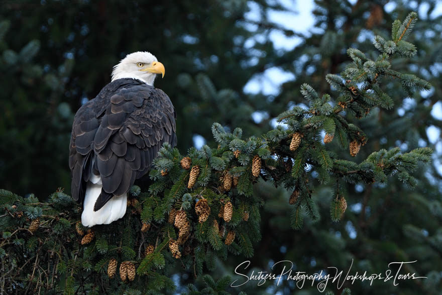 Alaskan Eagle Picture in Evergreen Forest
