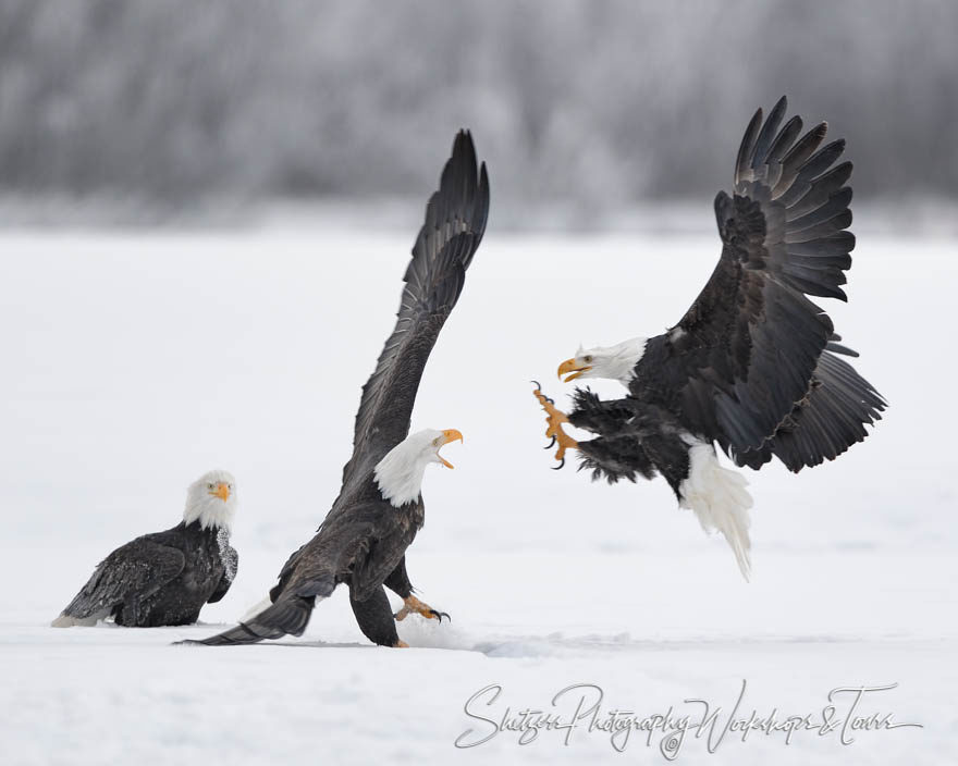 Attacking Eagles Put on a Show