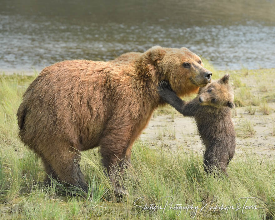 Baby Bear Love