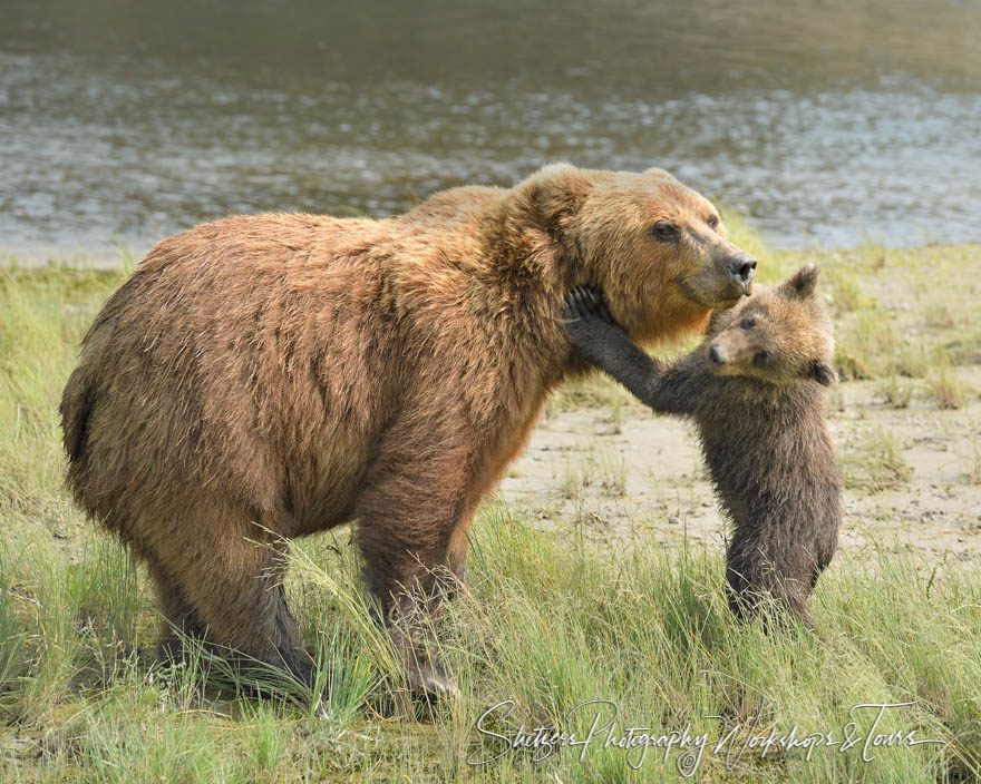 Baby Bear Love Shetzers Photography