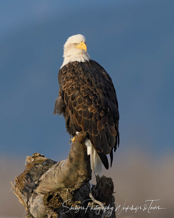 Bald Eagle Perched in Alaska