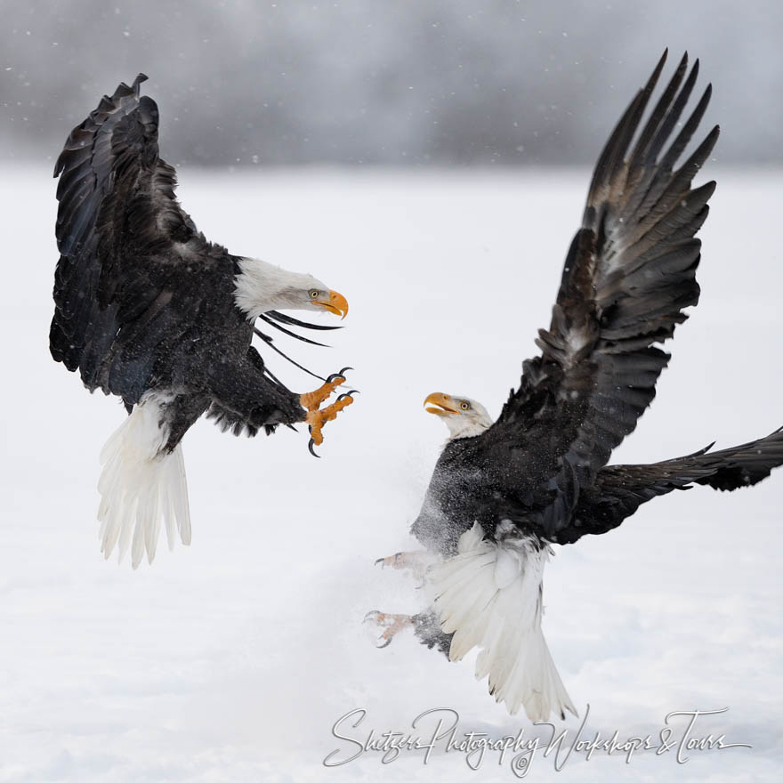 Bald Eagles fight over salmon