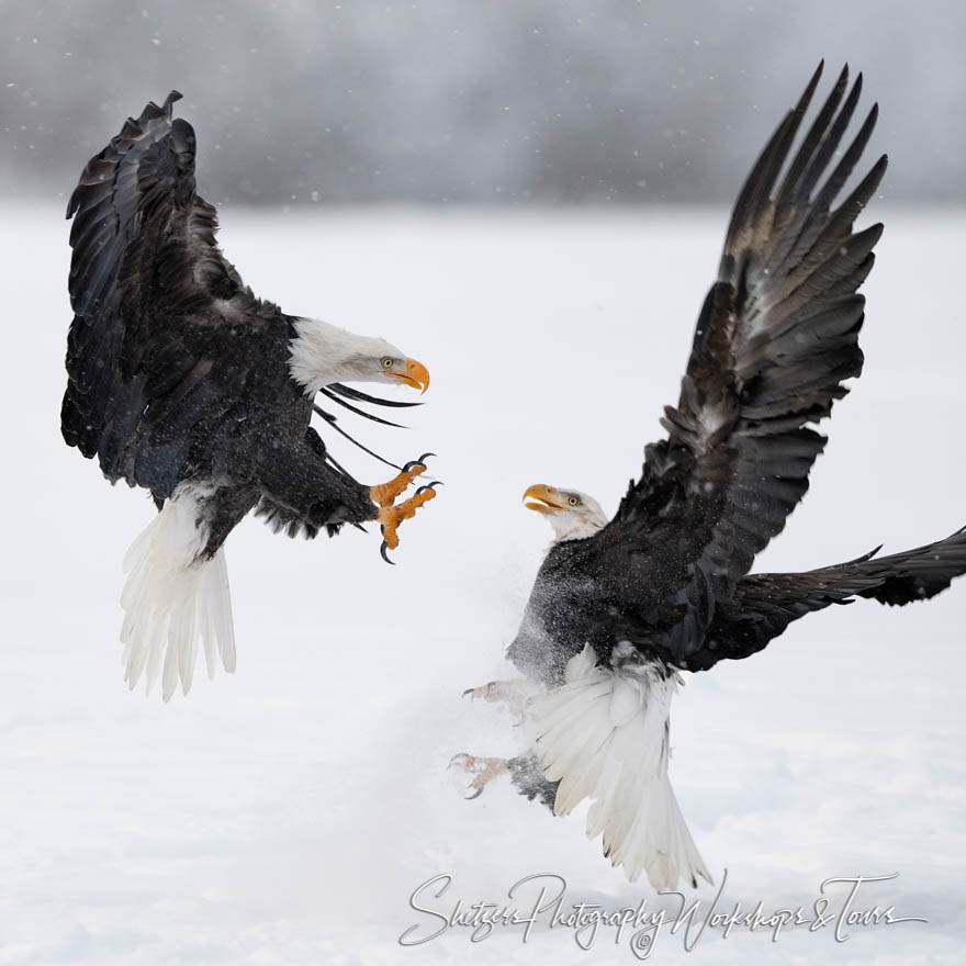 Bald Eagles fight over salmon 20171127 102319