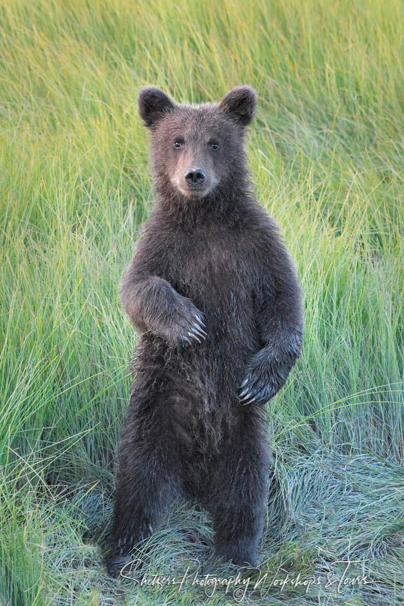 Bear Cub Portrait