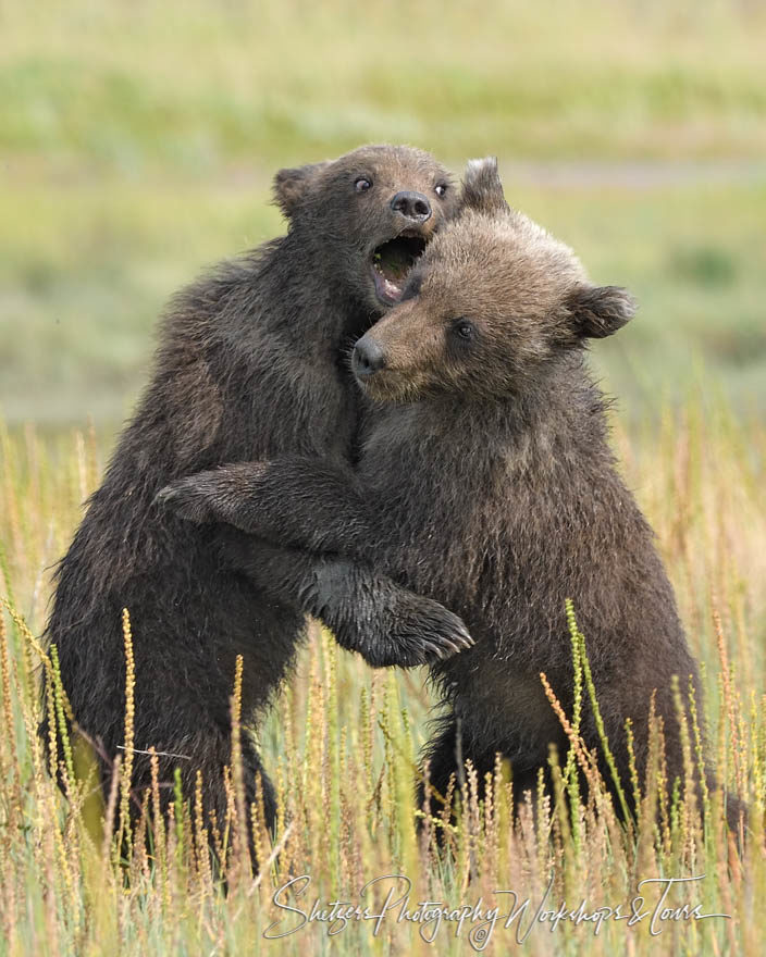 Bear Cubs Wrestling and Biting