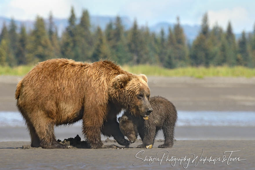 Bear Family Beach Day