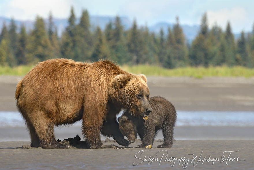 Bear Family Beach Day 20160803 135250