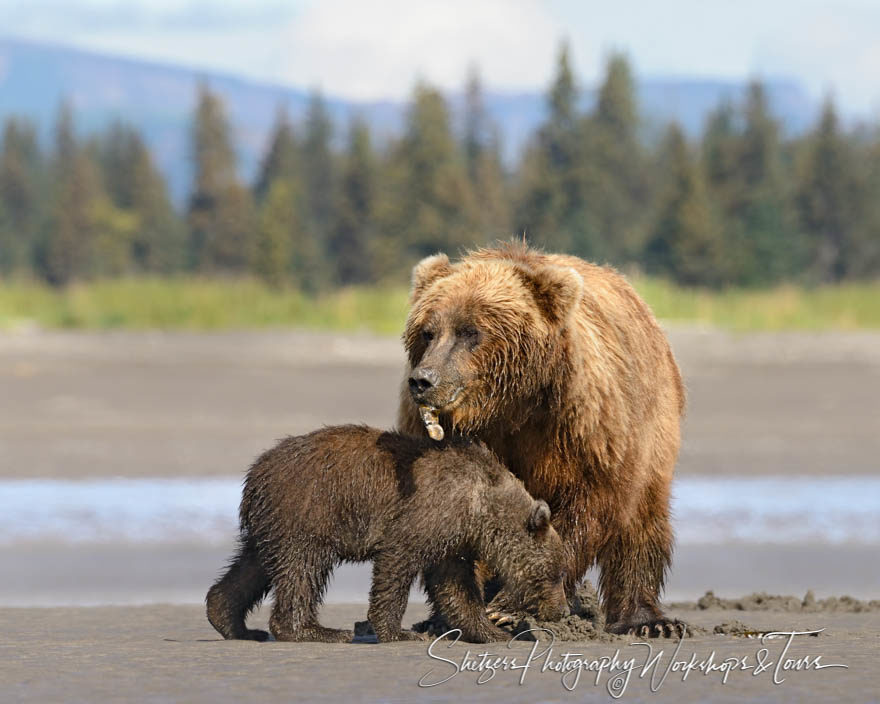 Bears Eating Clams