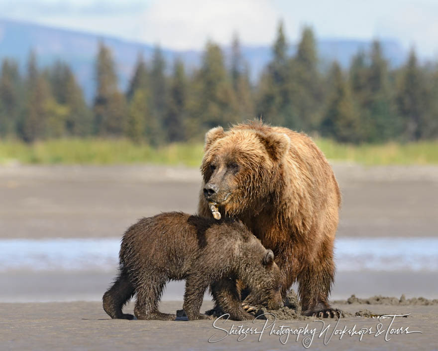 Bears Eating Clams 20160803 135320