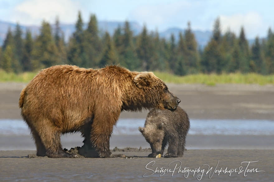 Clamming Bear Cub