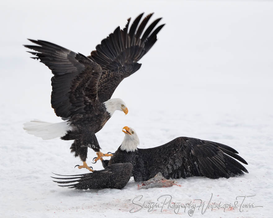 Clasping Eagle Talons During Snowy Battle