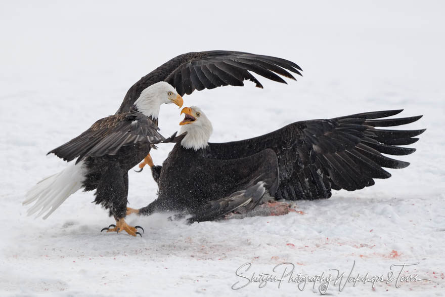 Eagle Attacks in Alaska