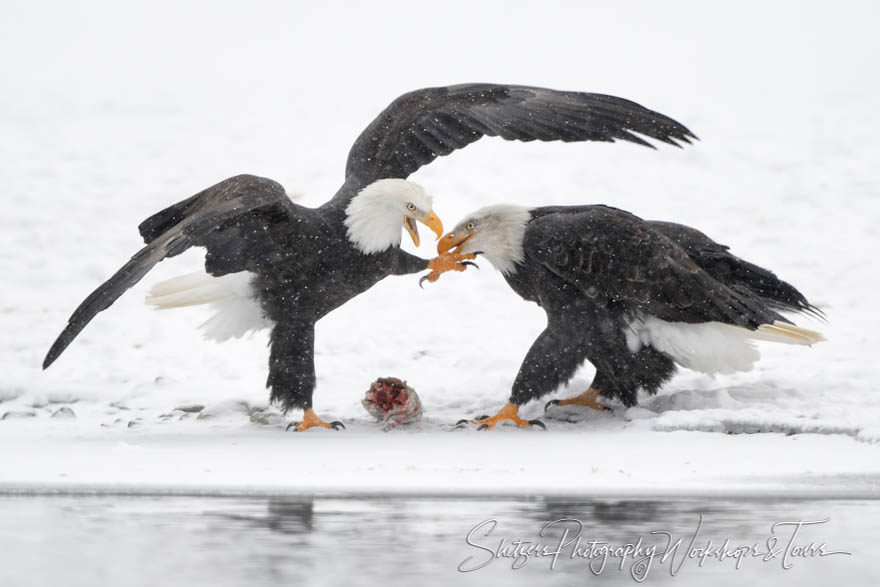 Eagle Bite