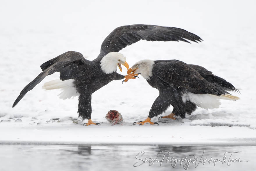 Eagle Bite 20171120 100109