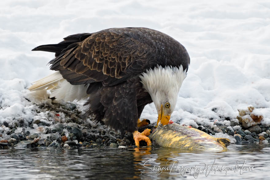 Eagle Eating Fresh Salmon Along the River