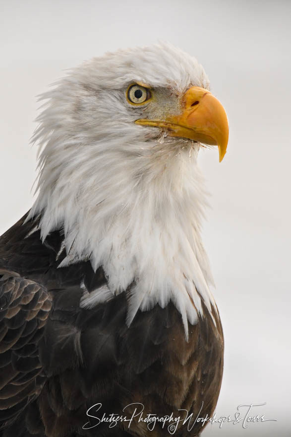 Eagle Eye in Wildlife Portrait