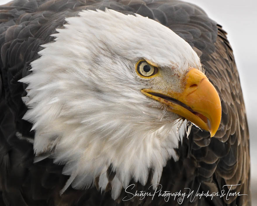 Eagle Face Profile