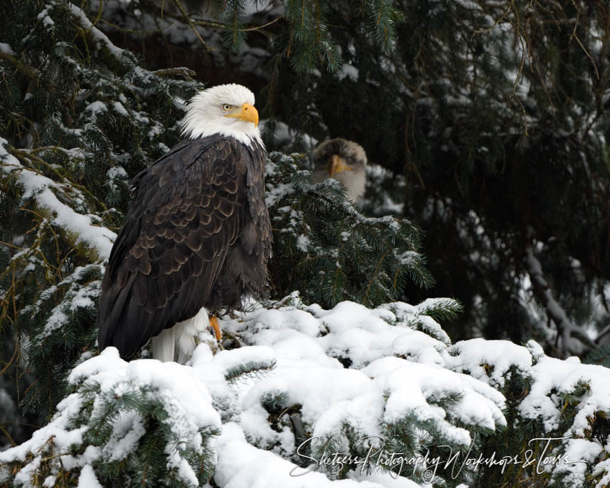 Eagle Family in an Evergreen