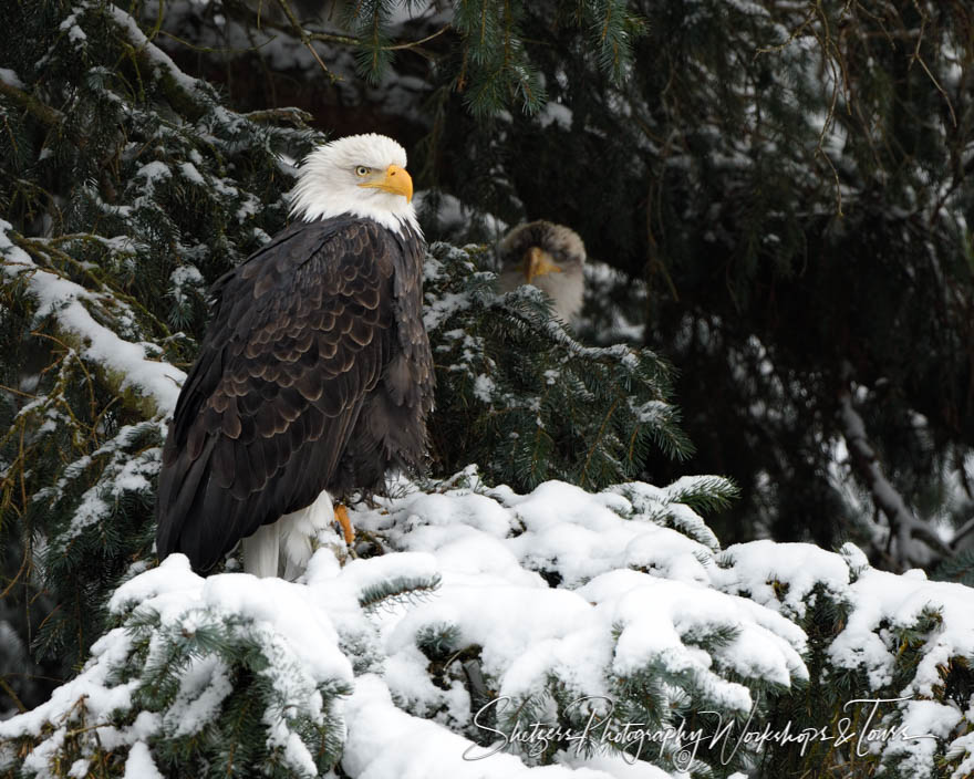 Eagle Family in an Evergreen 20171124 105312