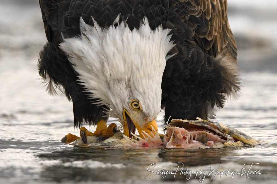 Eagle Feeding in the River