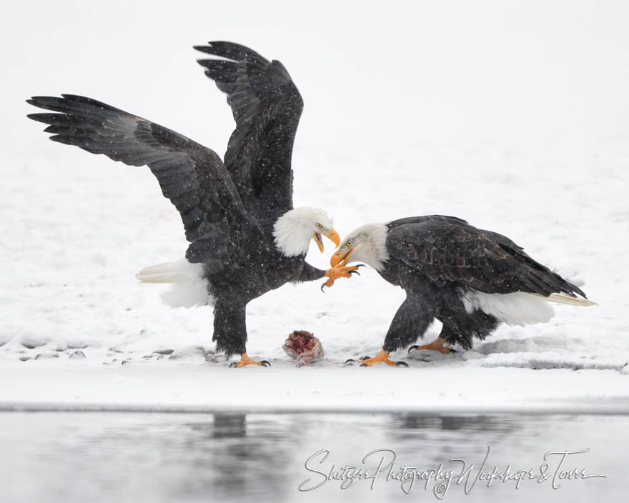 Eagle Fight with Biting