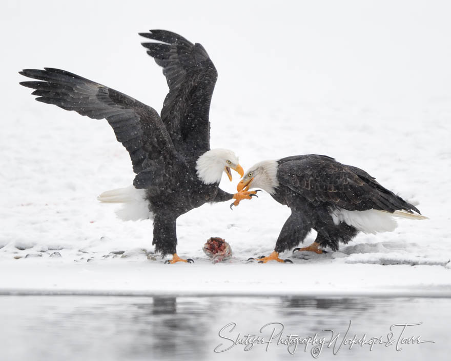 Eagle Fight with Biting 20171120 100109