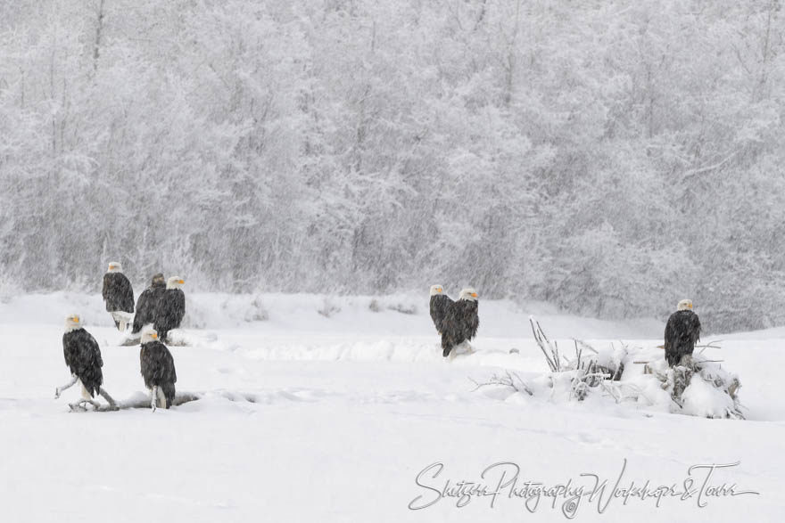 Eagle Flock on a Snowy Day