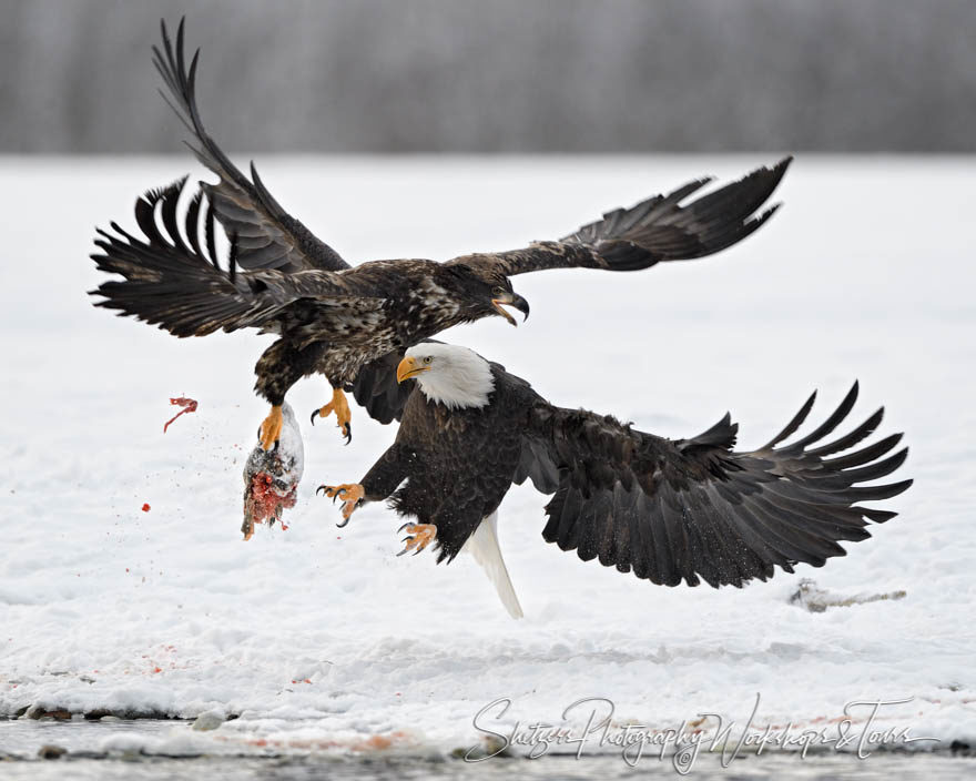 Eagle Food Fight with Salmon Head in Talons
