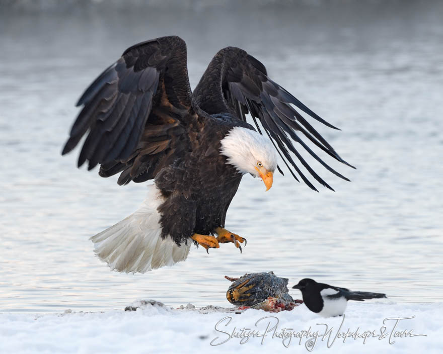 Eagle Lands on Salmon Prize 20171112 090600