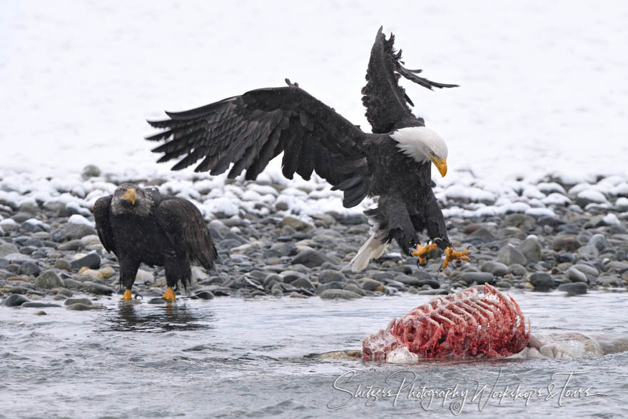 Eagle Talons and a Brown Bear Carcass