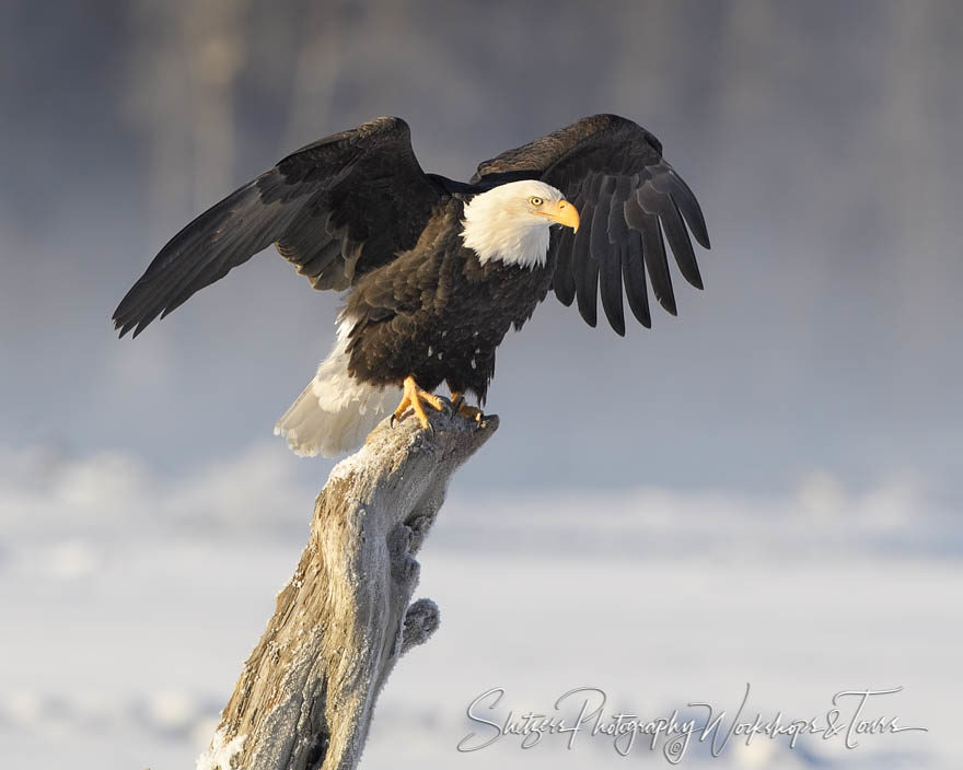 Eagle Wings