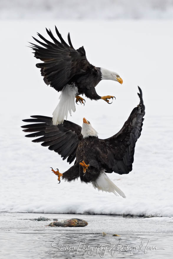 Eagles Attacking in Aerial Battle