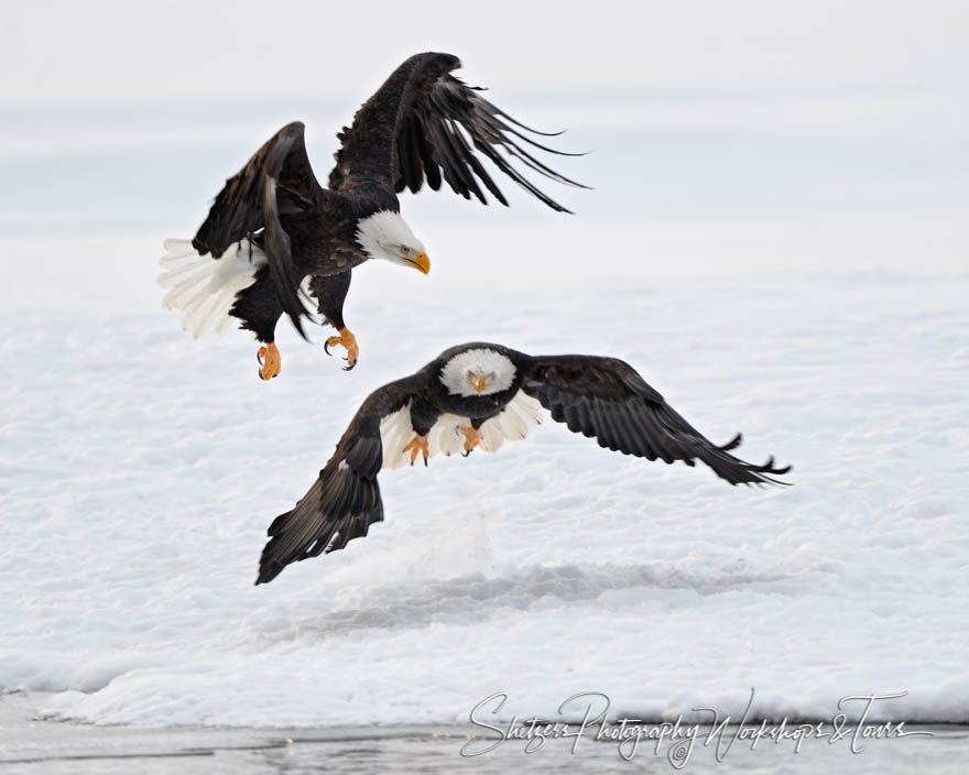 Eagles Fight Inches Above Snowy Ground