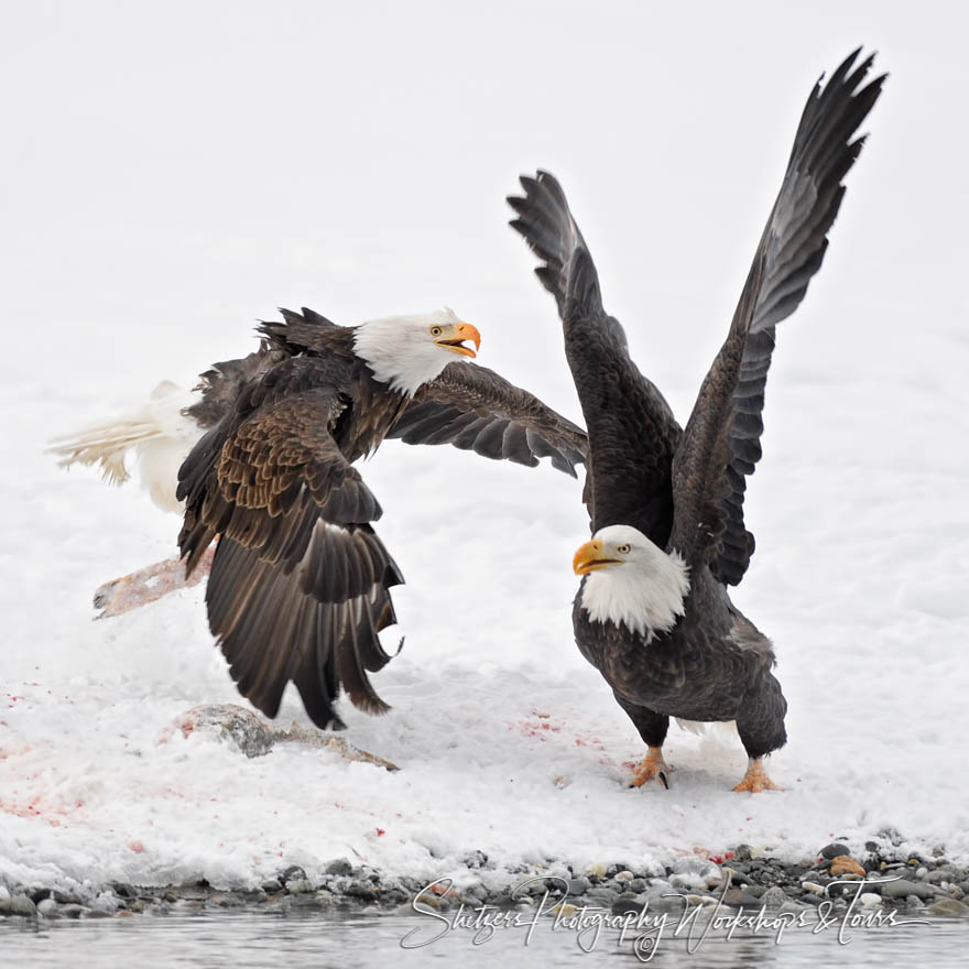 Eagles Fighting Over a Bloody Meal