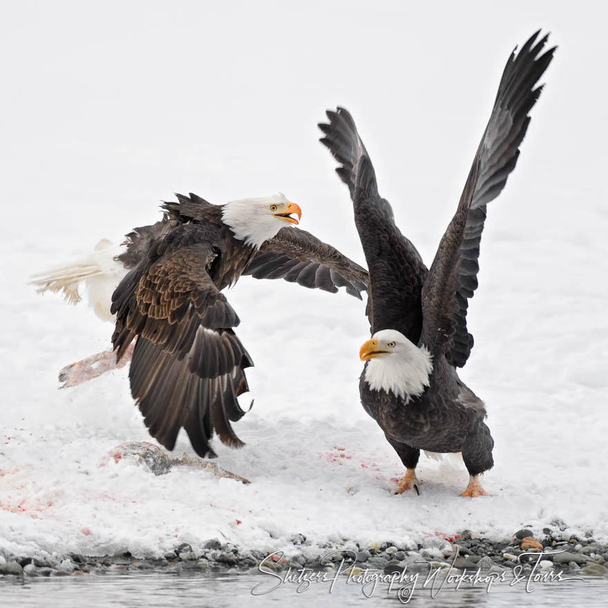 Eagles Fighting Over a Bloody Meal 20171128 103710