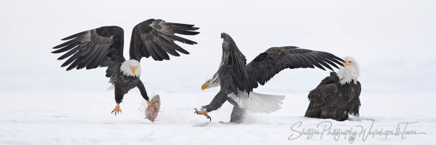 Eagles Fighting in Alaska