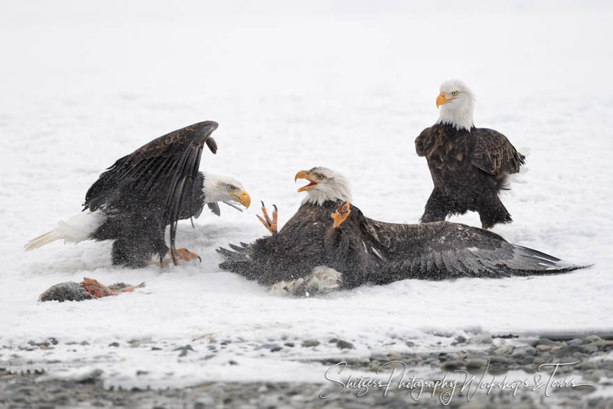 Fallen Eagle