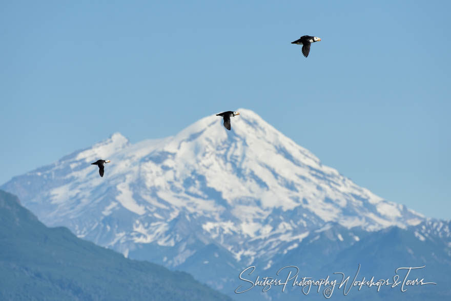 Flight of the Puffins before Snowy Peaks
