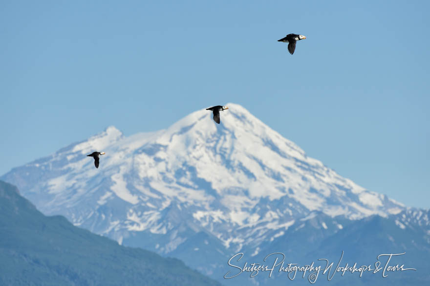 Flight of the Puffins before Snowy Peaks 20150720 110130